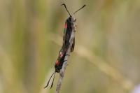 Zygaena filipendulae