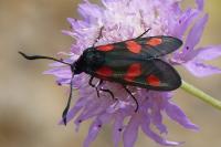 Zygaena trifolii