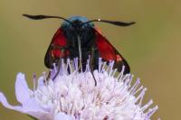 Zygaena trifolii