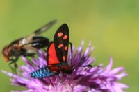 Zygaena transalpina