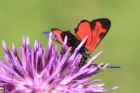 Zygaena transalpina
