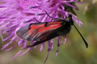 Zygaena purpuralis