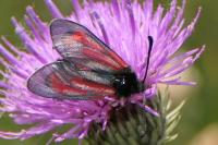 Zygaena purpuralis