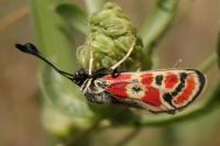 Zygaena carniolica