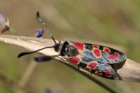 Zygaena carniolica