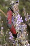 Zygaena erythrus actae