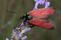 Zygaena erythrus actae