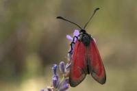 Zygaena erythrus actae