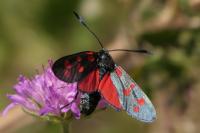Zygaena filipendulae