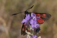 Zygaena filipendulae