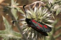 Zygaena sarpedon