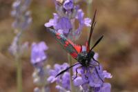Zygaena transalpina