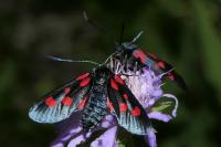 Zygaena lonicerae