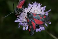 Zygaena lonicerae