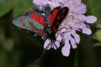 Zygaena transalpina