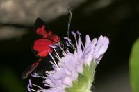 Zygaena transalpina
