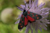 Zygaena transalpina