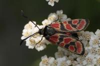 Zygaena carniolica