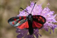 Zygaena transalpina