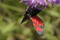 Zygaena transalpina