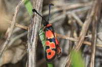Zygaena fausta