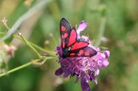 Zygaena lonicerae