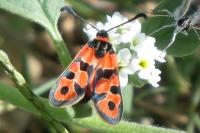 Zygaena fausta