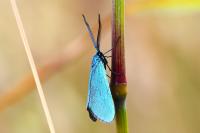 Jordanita globulariae