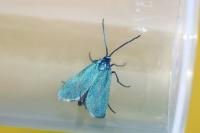 Jordanita globulariae