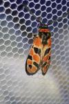 Zygaena fausta
