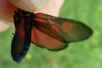 Zygaena trifolii