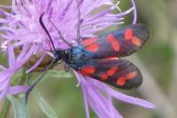 Zygaena transalpina