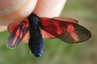 Zygaena transalpina