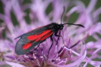 Zygaena romeo/osterodensis