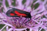 Zygaena romeo/osterodensis