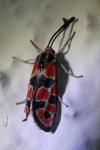 Zygaena fausta