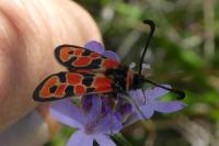 Zygaena fausta
