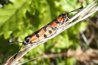 Zygaena fausta