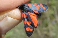 Zygaena transalpina