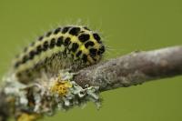 Zygaena filipendulae