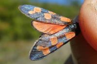 Zygaena transalpina