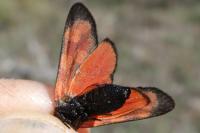 Zygaena transalpina
