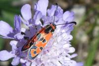 Zygaena fausta