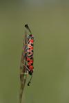 Zygaena fausta
