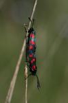Zygaena filipendulae