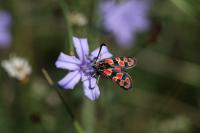 Zygaena fausta