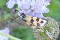 Zygaena fausta