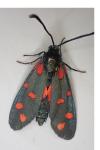 Zygaena transalpina