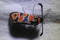 Zygaena fausta