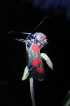 Zygaena trifolii